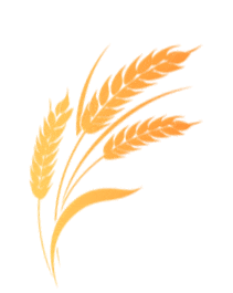 中医食养教你芒种除湿气