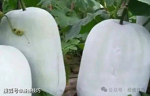 原创            冬瓜通利水道，炒白扁豆温养脾胃，夏至祛湿就靠它俩