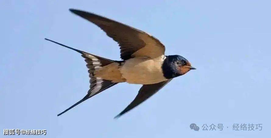 原创            站立小燕飞：提振阳气、舒展胸胁，身体轻松有活力