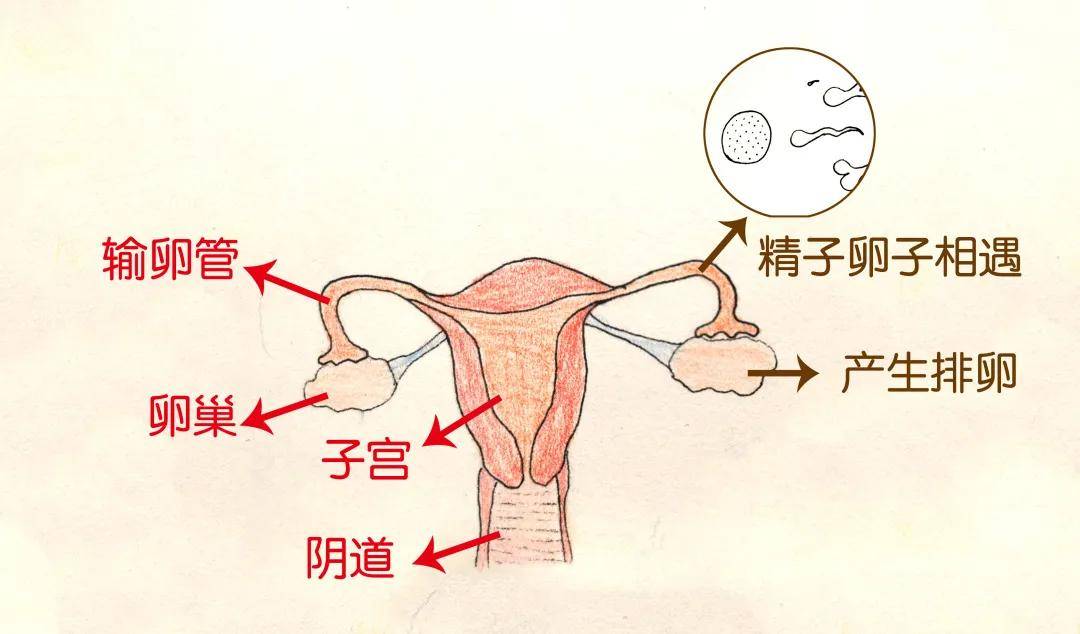 #学习分享216#体外射精、安全期避孕有多不靠谱！高效避孕方法有哪些？一文解读