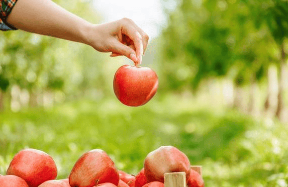 减肥期间吃什么品种的苹果好?