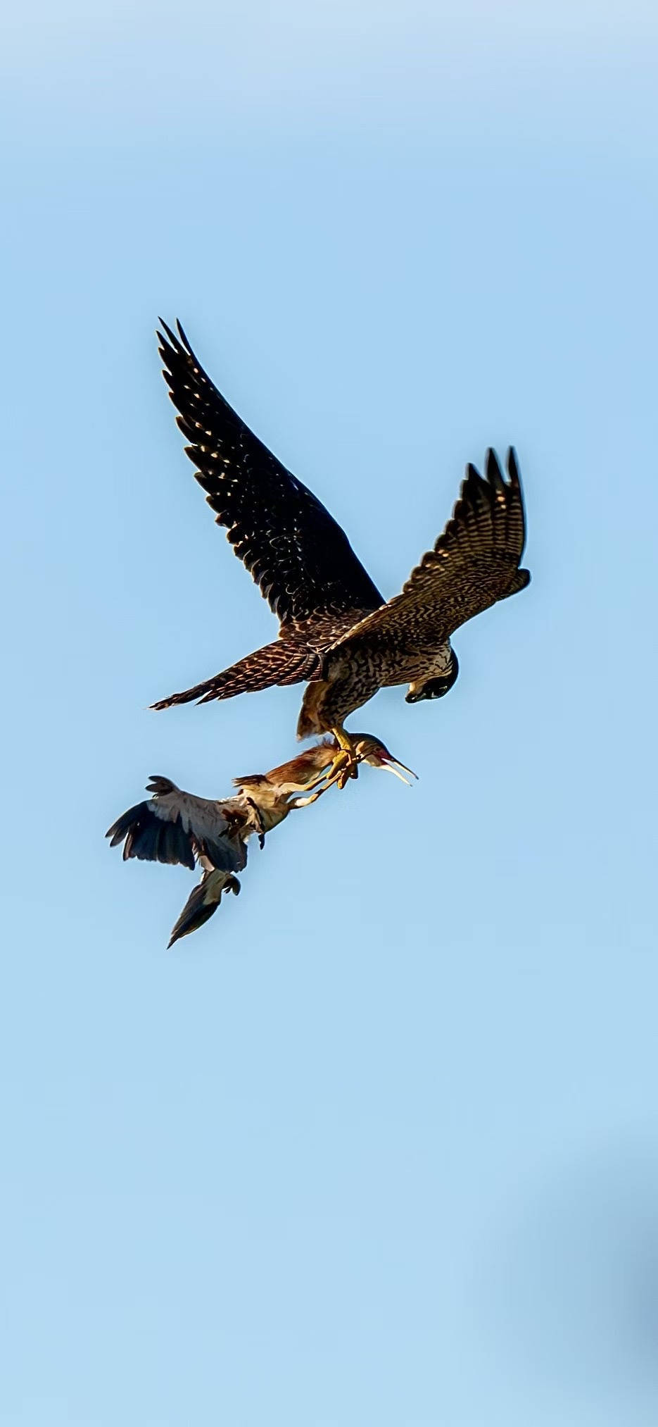 杭州天空上演“猛禽猎食”大戏，市民好奇：这鸟会攻击我吗？