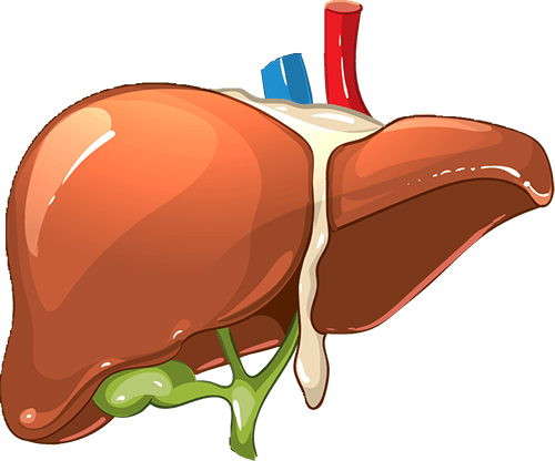 冀商健康：10类人最易患肝病！这4个养肝秘诀，几乎适合所有人