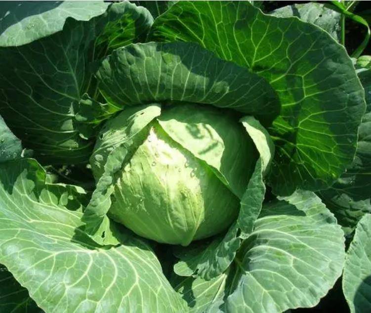 原创            6种夏季减肥食物 扫光身体多余脂肪 姐姐吃4天足足减重3斤！