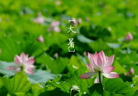 明日大暑，不懂规矩要吃亏，要这样做，为家人收藏！