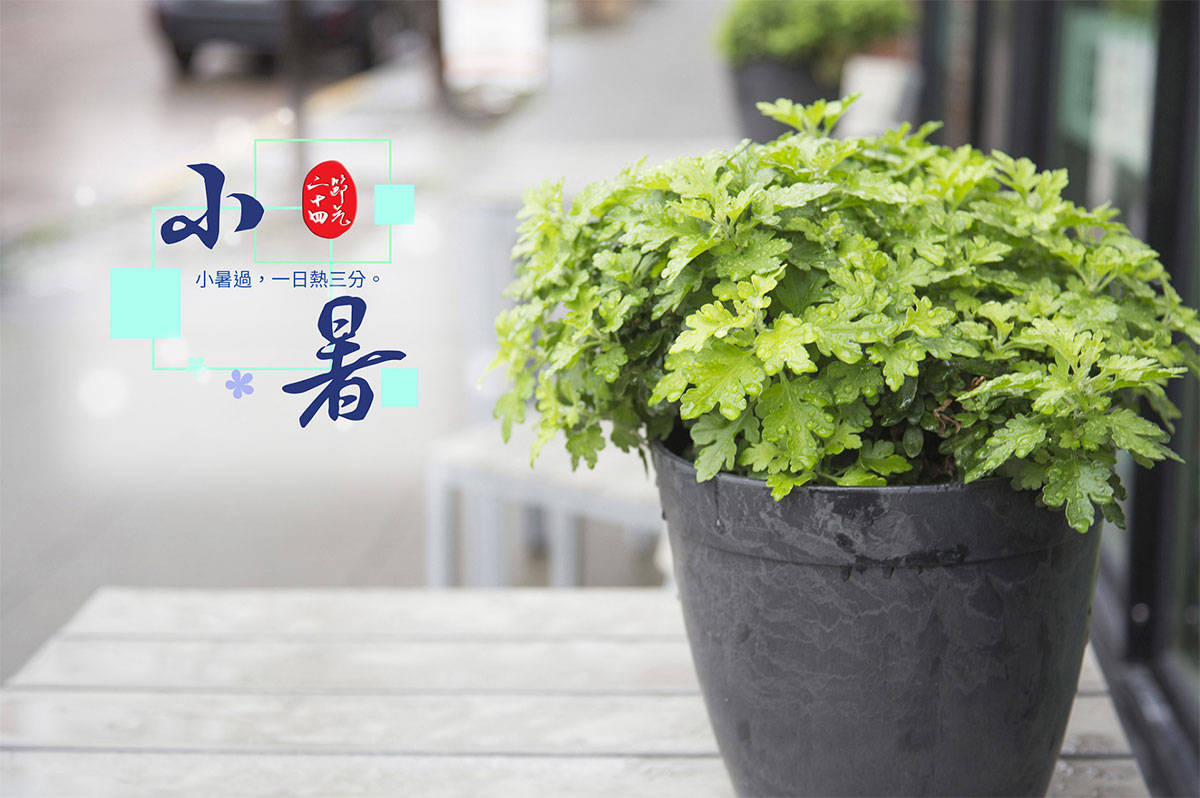 原创            “小暑不养阳，伏天百病扰”，7月7日小暑，3种“扶阳菜”记得吃