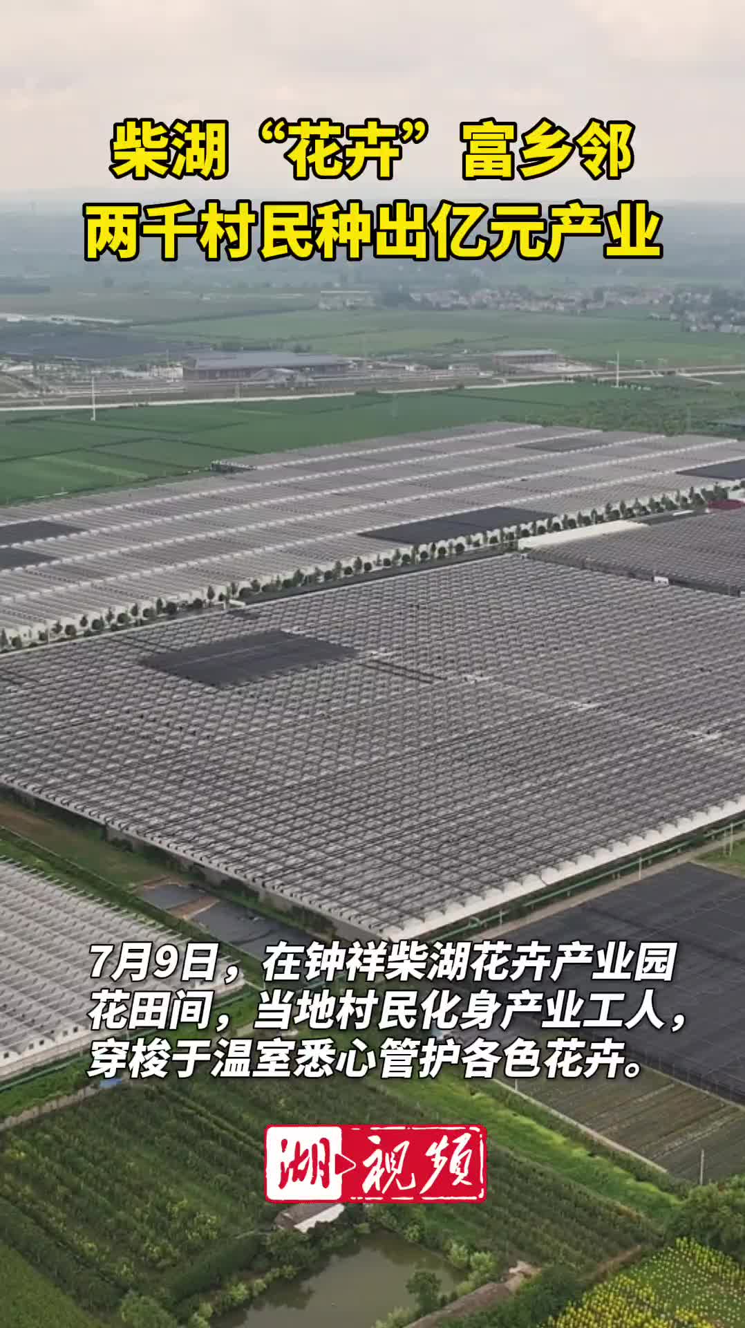 柴湖“花卉”富乡邻 两千村民种出亿元产业