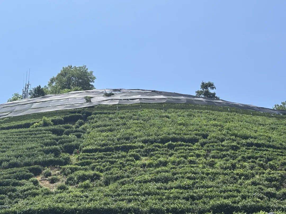 杭州冲击40℃，龙井茶遇“烤验”！茶农凌晨4点忙盖遮阳网