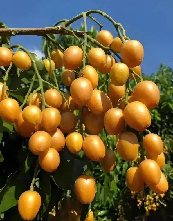 原创            三伏天使劲吃这果，一健脾祛湿，二清热消食、三生津止渴，别错过