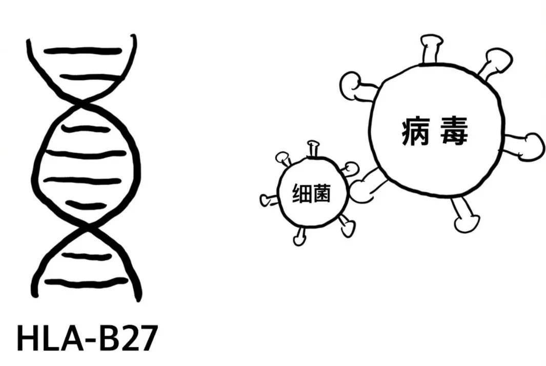 经常晨起夜间腰疼，小心是强直性脊柱炎！