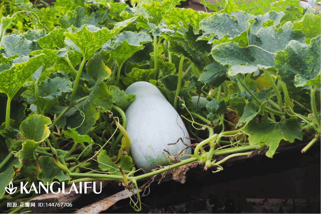 消暑祛湿、减脂利器 —— 冬瓜，夏日餐桌的宝藏担当