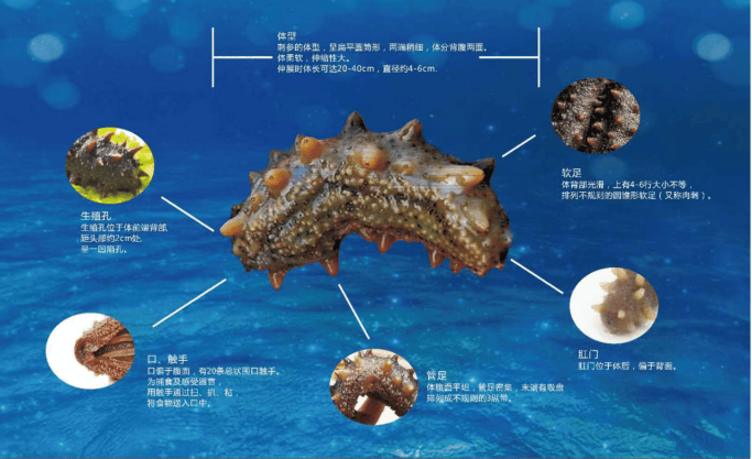 新玉麟海参：天然海域的营养宝藏，全流程品控打造的滋补黄金标准