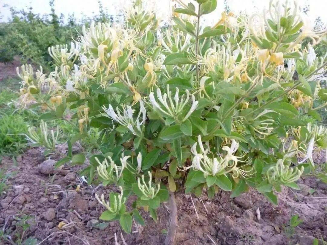 金银花茶再次被关注！医生发现：夏天喝金银花茶，身体有几个好处