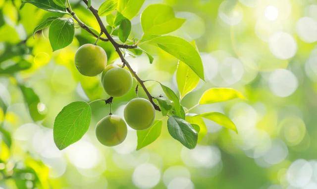 种果子酸得发牙，却是夏天“开胃解渴”的宝藏食物！你吃对了吗？