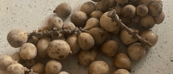 马上入伏了，建议每天吃三颗，补气又强脑，味道鲜美，气血也旺盛！