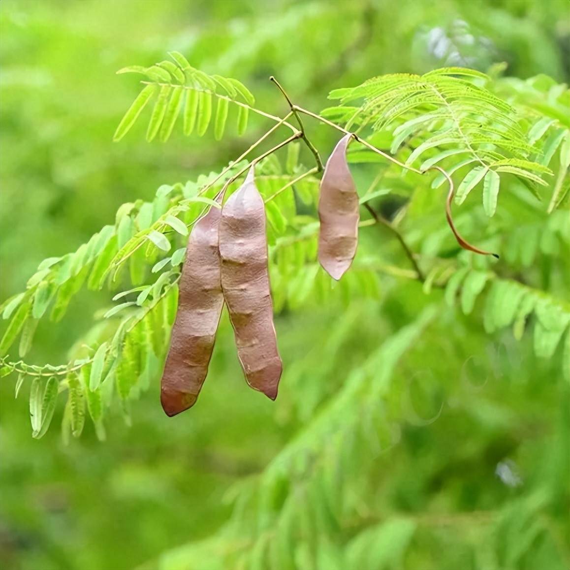 异域而来的神奇药材——儿茶