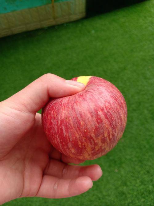 减肥期间体质是否会下降