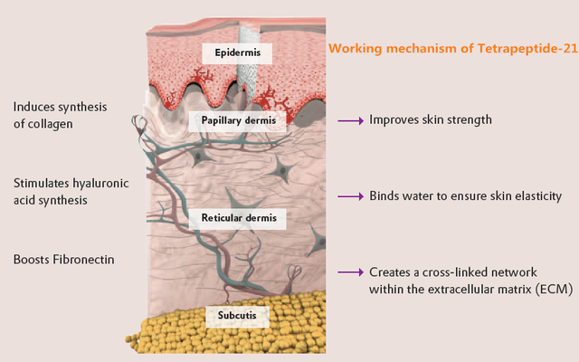 四肽-21，Tetrapeptide-21，抗皱抗衰，效果优于基肽(Matrixyl）