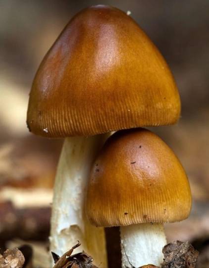 重点来了！麦角硫因怎么吃，麦角硫因怎么吃效果最好