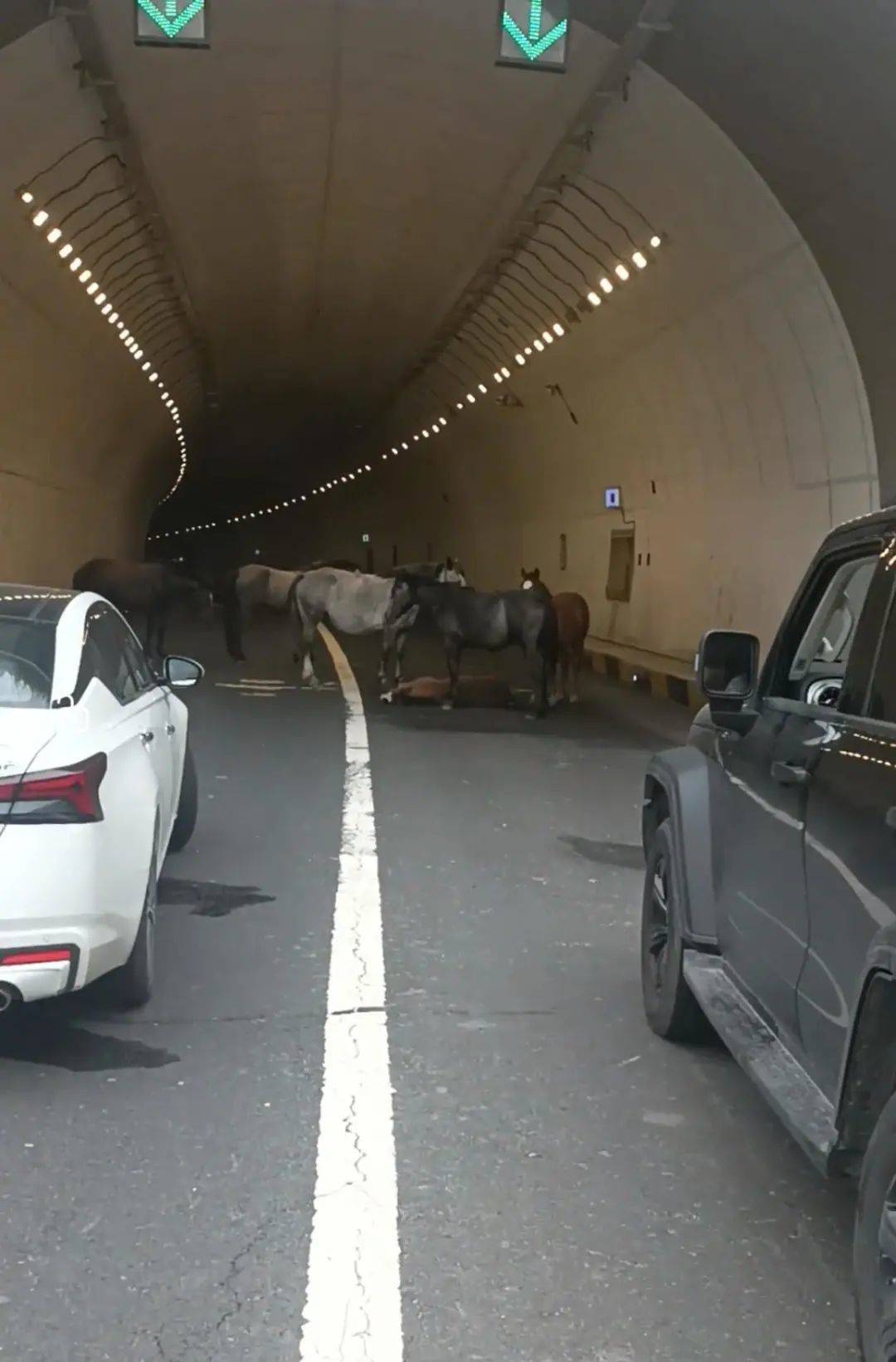 一匹小马倒在隧道里，五匹大马围住“拦路求助”，警方称已到现场处理