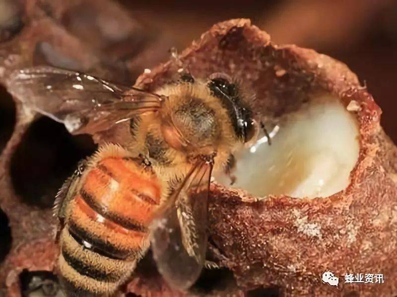 35岁以上的人都建议吃蜂王浆， 别拿“难吃”当借口！