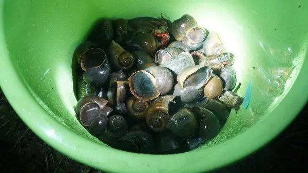 别吃，寄生虫多达上千条！武汉公园连夜清出130多斤