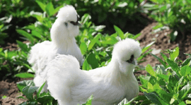 江西十大名鸡鸡种探秘