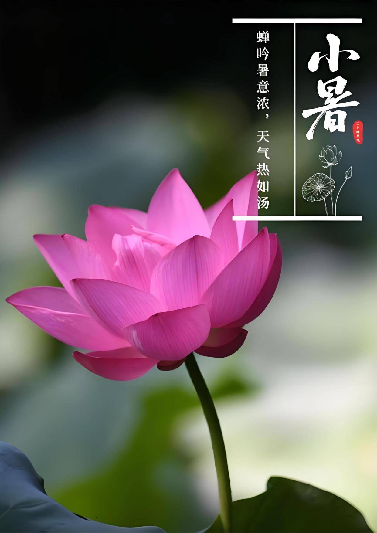 2025年小暑养生指南：顺时而食，与夏共生！7月7日小暑