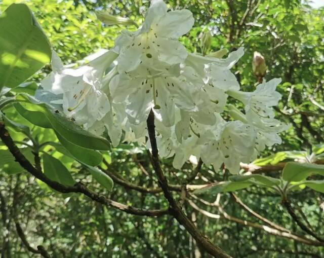 颠覆“野外灭绝”判断 湖南发现大规模小溪洞杜鹃群落
