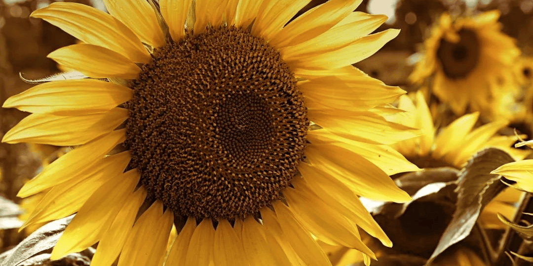 癌症患者在治疗期间，这4种坚果尽量少吃，可能会加重病情！