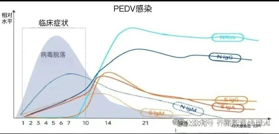 PEDV感染后的排毒和抗体变化动态