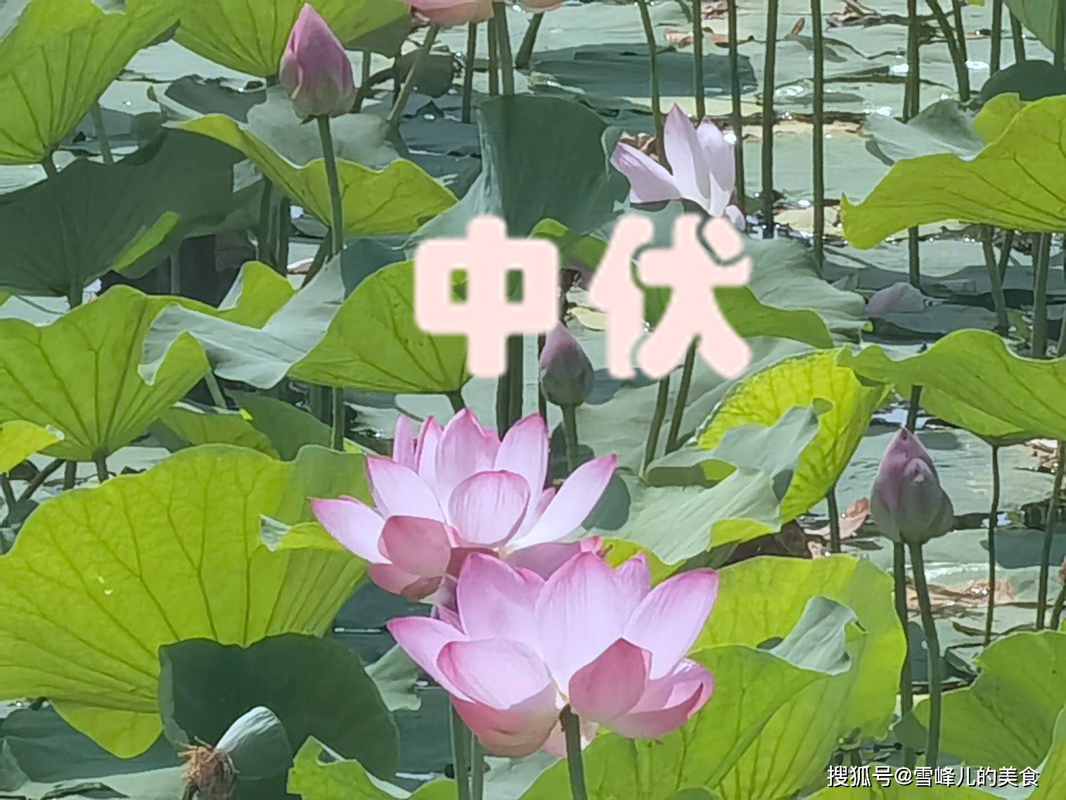 原创            明日中伏，再忙也要记得“吃3样，做1事”安康度伏身体棒，老传统别丢！