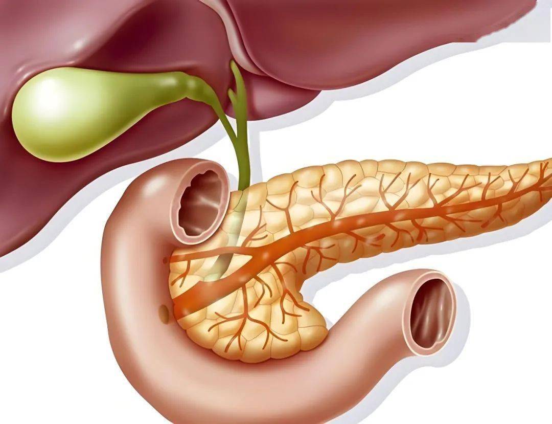 化疗耐药不再无解？复旦大学提出胰腺癌治疗有效、协同新策略