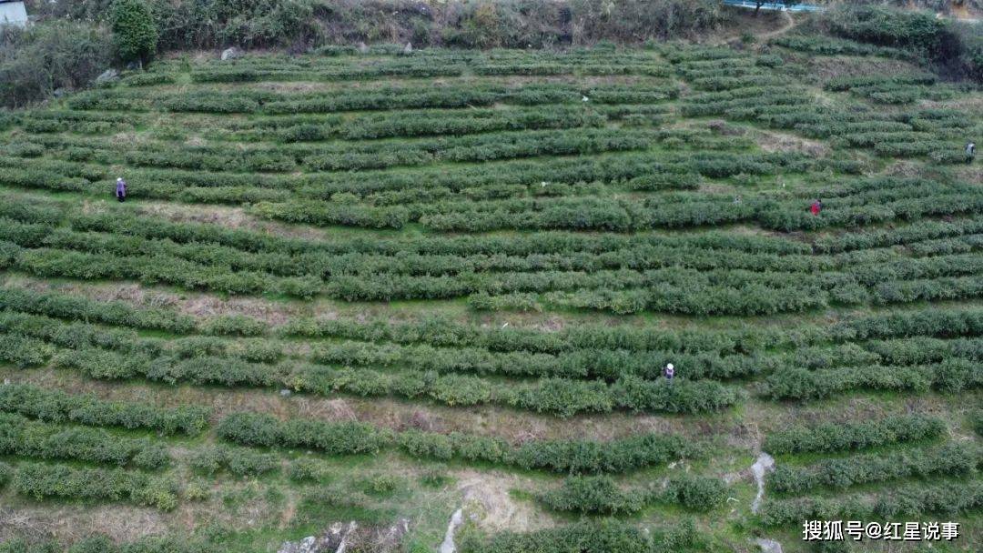 三星村：茶农手捧金叶，村规唤醒土地
