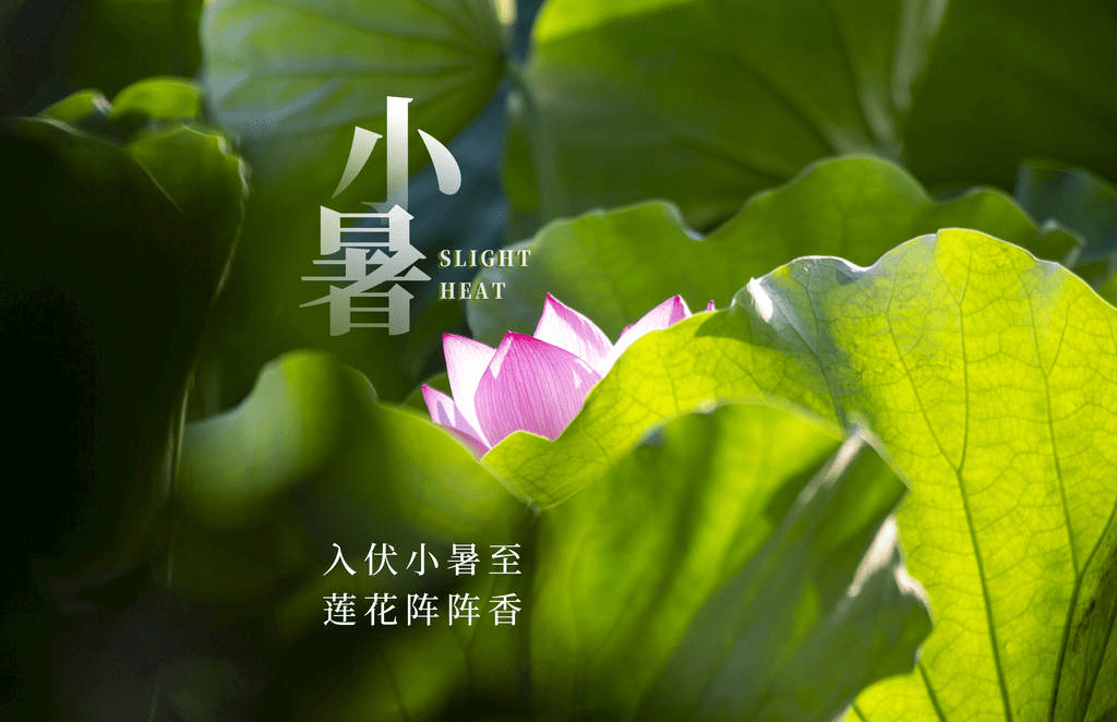 原创            明日小暑，记得常吃“1肉2菜3果”，补对了营养，为入伏打好基础