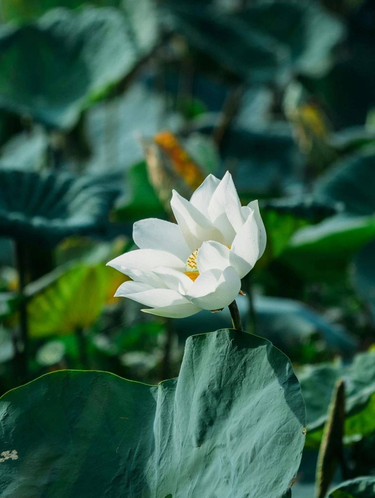 九紫翔分享小暑时艾灸