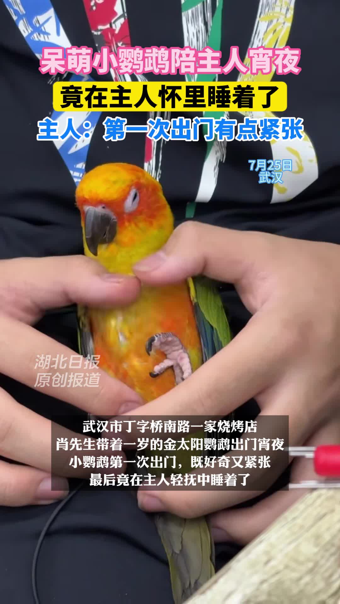 呆萌小鹦鹉陪主人宵夜