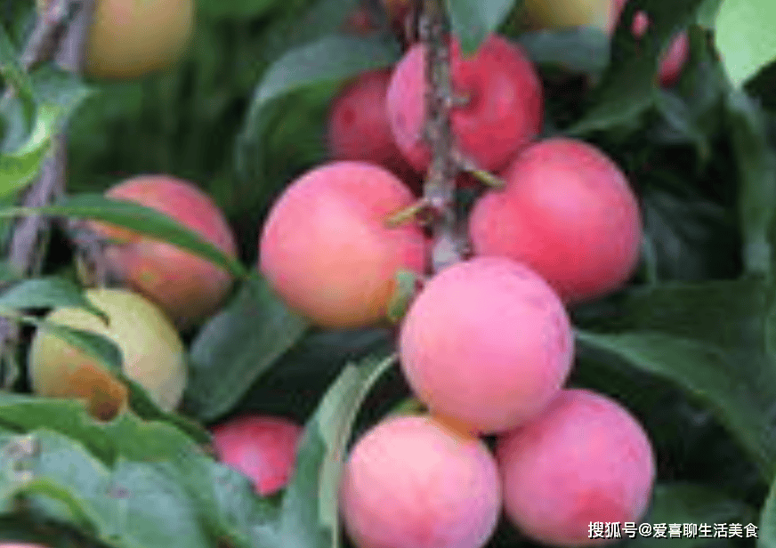 原创            老人说“李子树下埋死人”，这话并非瞎说，吃李子的禁忌一定要知道！