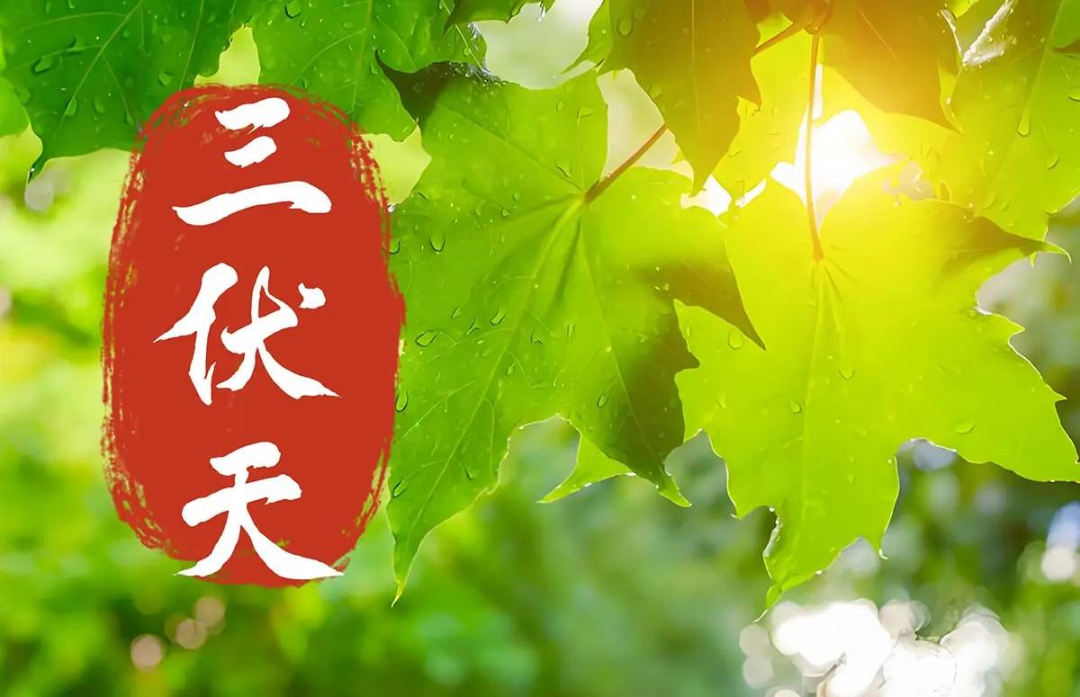 原创            7月20入伏，要懂忌嘴，多吃3菜，少吃2果，降暑消食，安稳过三伏