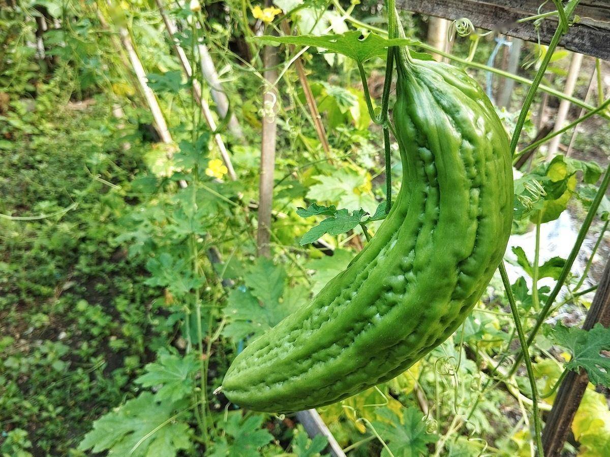 “头伏吃四样，一年都安康”，四样指的啥？顺应时节，早吃早受益