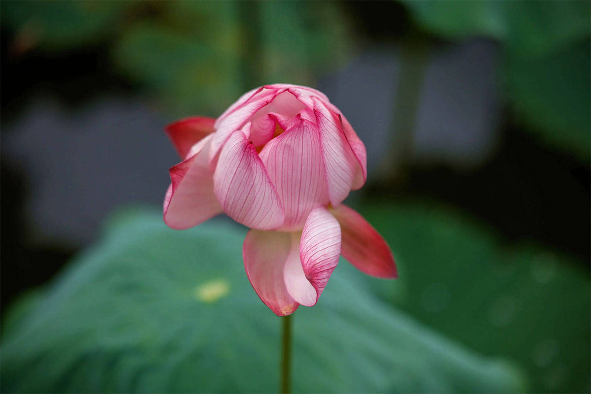 原创            三伏天，养心就是养命，多吃4种“养心菜”，养心护心，平安度夏