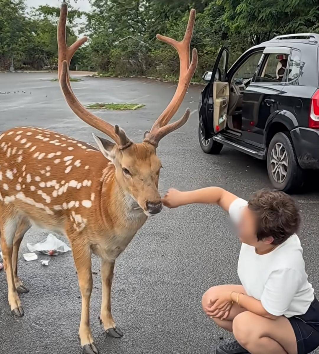 大连网红梅花鹿“花花”离世 志愿者：无外伤，死因不明，遗体已被掩埋