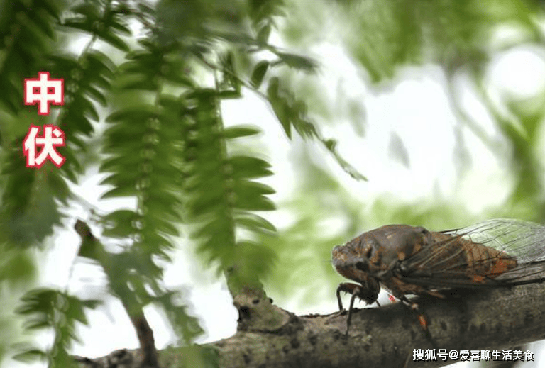 原创            明日进中伏，宁愿少吃肉也要多吃这3样，营养消暑正当季，增免疫！