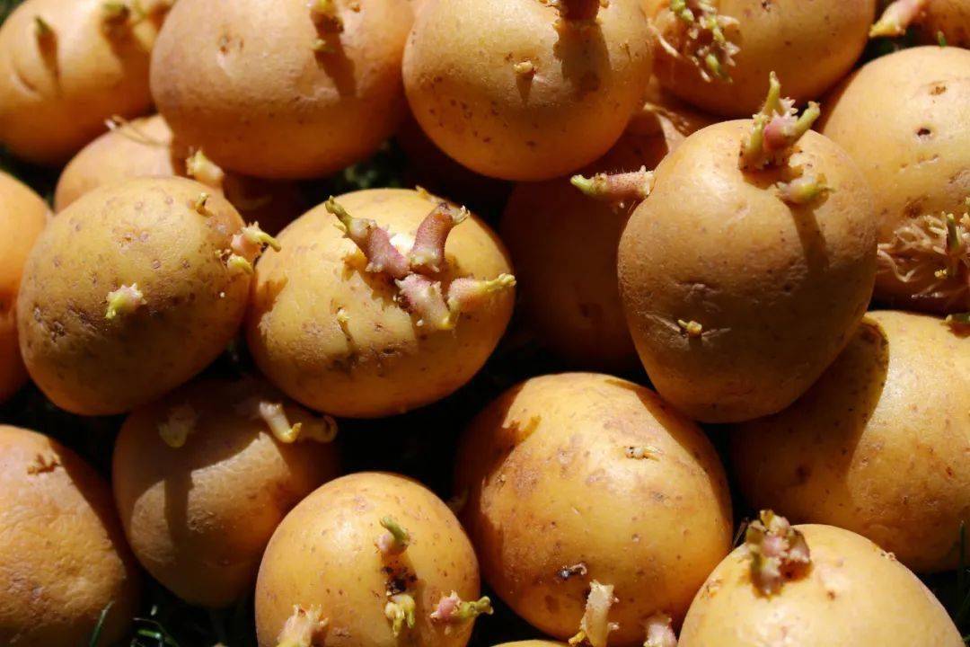 土豆发芽了，切掉芽还能吃吗？营养师这么说