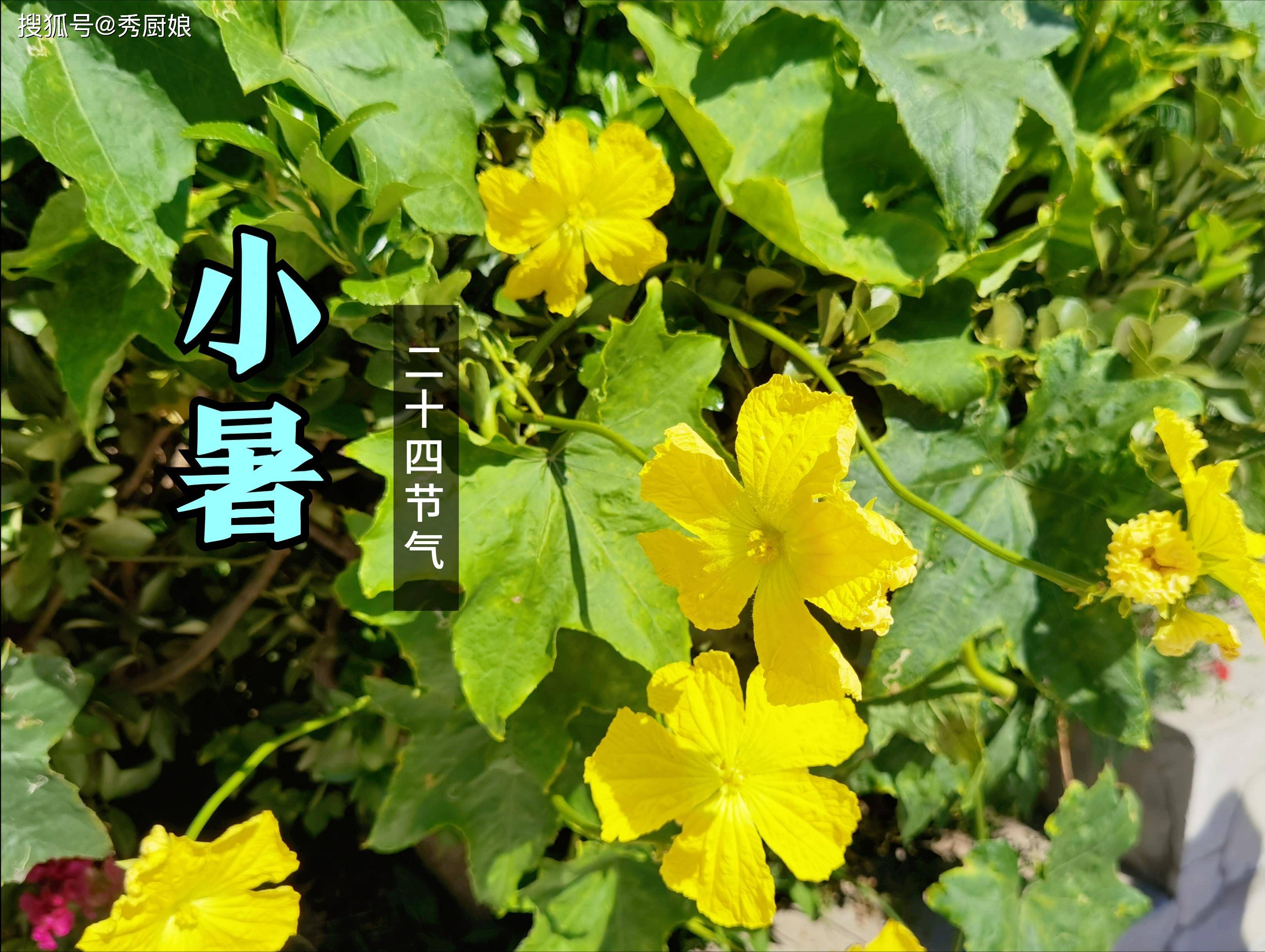 原创            7月7日小暑，再忙别忘：吃三样，喝二汤，忌一事，养好身体度炎夏