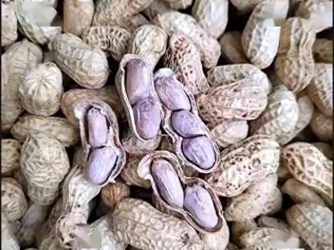 研究发现：老年人若常吃水煮花生，过不了半年，或出现这4种变化