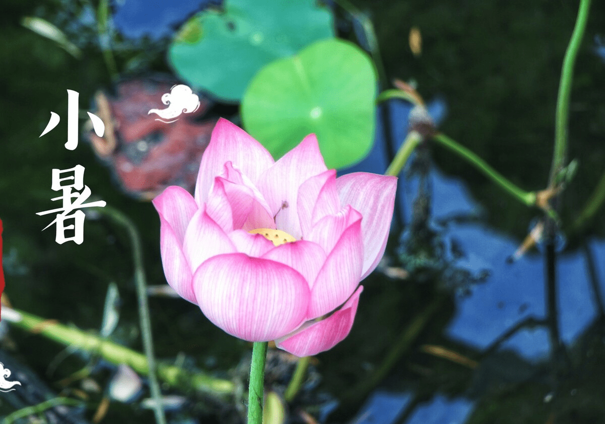 原创            小暑将至，牢记“3不吃，4不做”，调节平衡，为三伏天打好基础