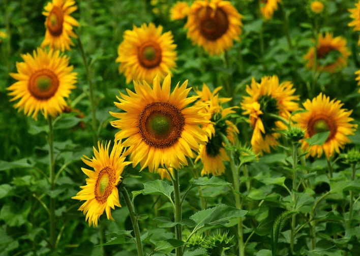 张仲景大药房|小暑天热心烦躁，一首清凉方解决一身火！