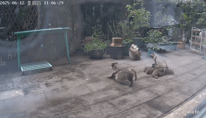 上海一小区居民苦恼新邻居：突然搬来让人提心吊胆！不能抓不能打