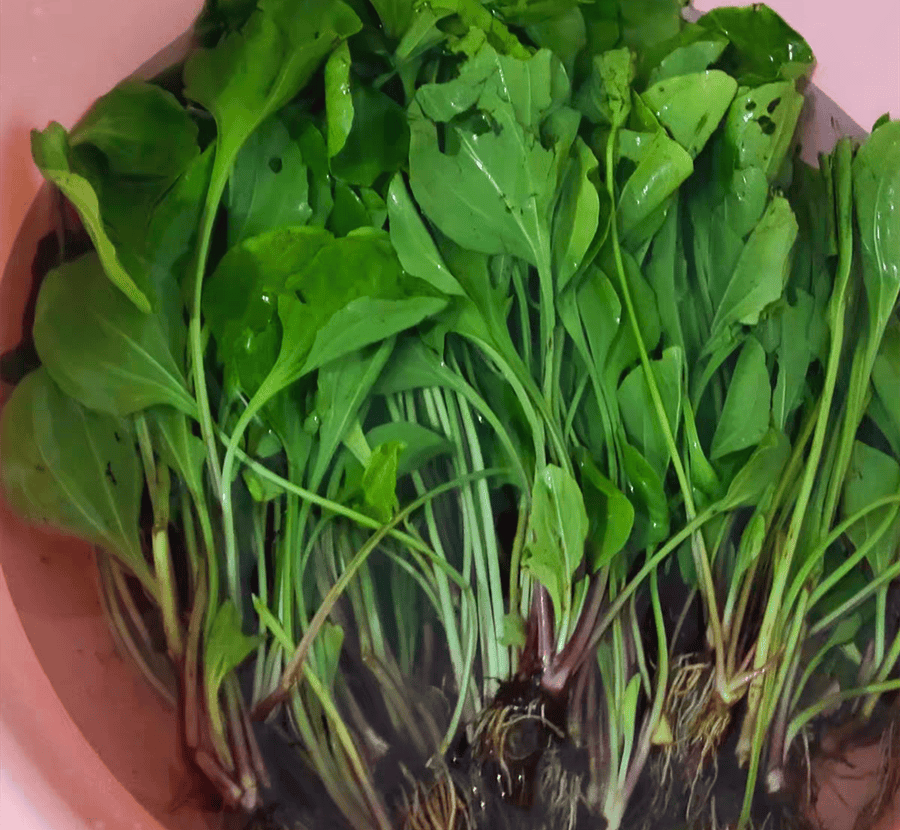 原创            小暑将临，遇见这野菜别错过！清热利尿、祛湿排毒，教你用来包包子，清香爽口、营养又好吃！